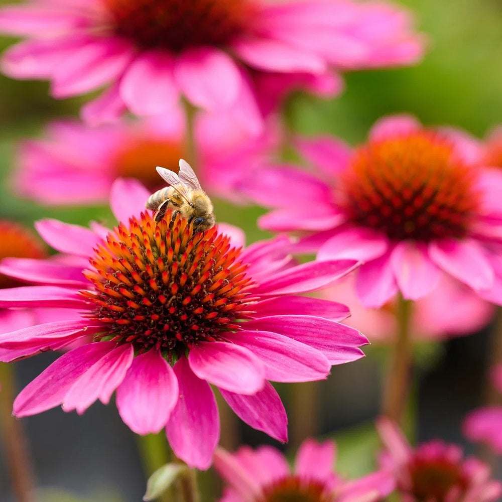 Echinacea purpurea Sunmagic Vintage Hot Pink, flori Roz Intens, inflorire lunga, rezistenta la seceta