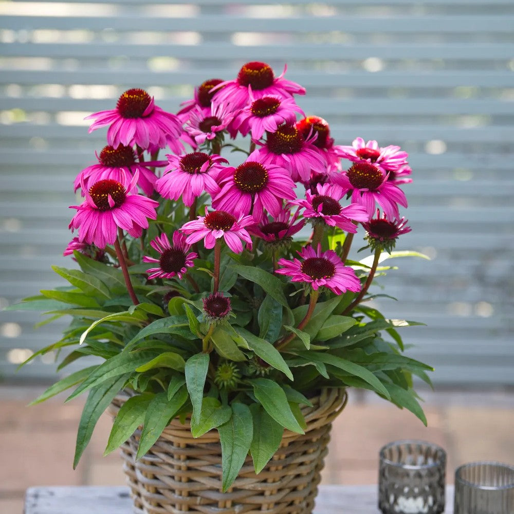 Echinacea purpurea Sunmagic Vintage Hot Pink, flori Roz Intens, inflorire lunga, rezistenta la seceta
