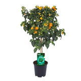Floarea Cameleon - Tip Copac, cu parfum Intens - VERDENA-75 cm inaltime, livrat in ghiveci de 4 l