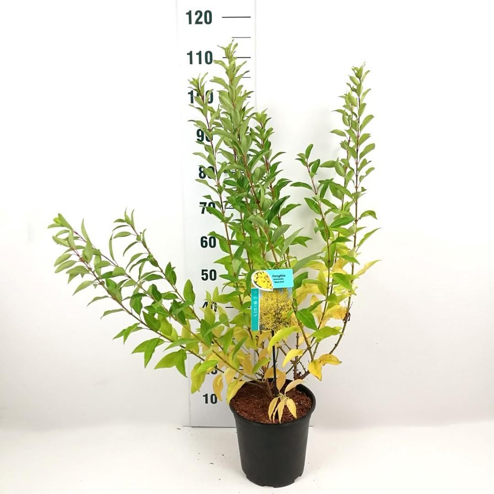 Ploaie de Aur (Forsythia Week-end), arbust ornamental cu flori galbene primavara, crestere rapida