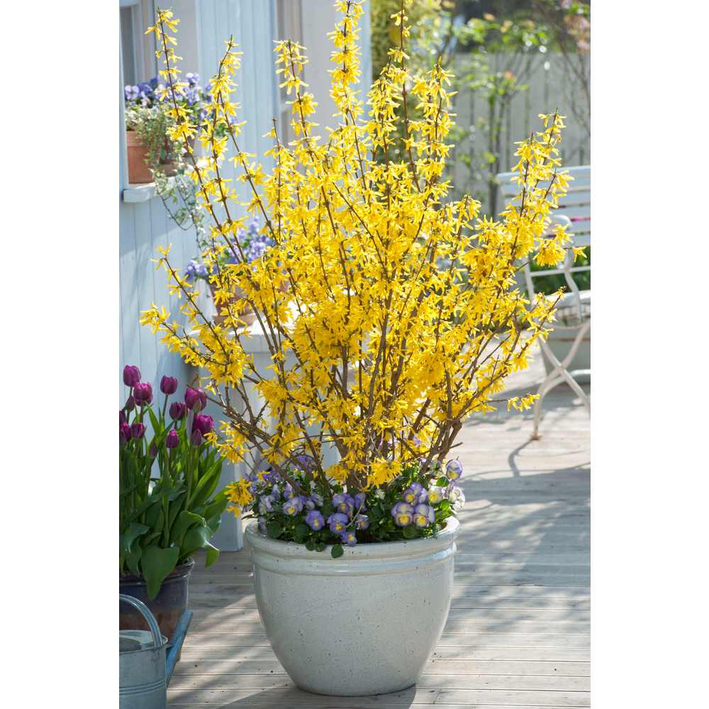 Ploaie de Aur (Forsythia Week-end), arbust ornamental cu flori galbene primavara, crestere rapida