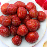 Capsuni (Fragaria) Sonata, soi productiv cu fructe mari dulci pentru gradina, flori roz spectaculoase, an 1 pe rod