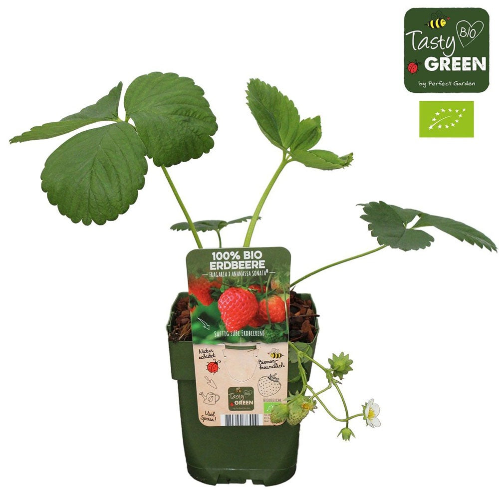 Capsuni (Fragaria) Sonata, soi productiv cu fructe mari dulci pentru gradina, flori roz spectaculoase, an 1 pe rod