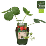 Capsuni (Fragaria) Sonata, soi productiv cu fructe mari dulci pentru gradina, flori roz spectaculoase, an 1 pe rod