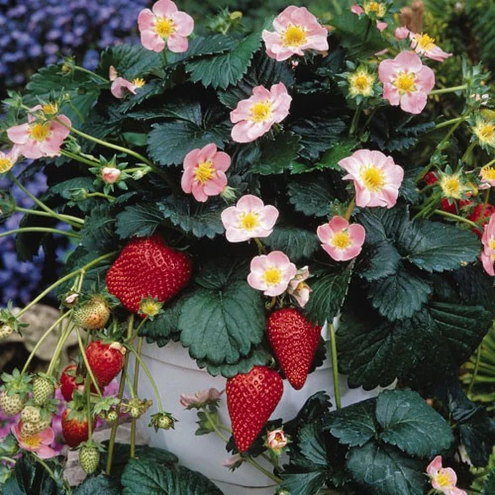 Capsuna Fragaria Ananassa Roman, cu floare roz, gust dulce si si aromate, an 3 pe rod