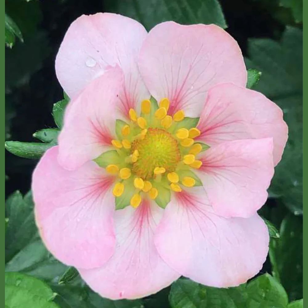 Capsuna Fragaria Ananassa Roman, cu floare roz, gust dulce si si aromate, an 3 pe rod