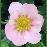 Capsuna Fragaria Ananassa Roman, cu floare roz, gust dulce si si aromate, an 3 pe rod