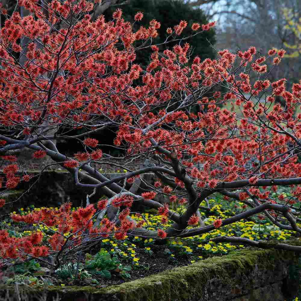 Alunul vrajitoarelor (Hamamelis intermedia) Ruby Glow, arbust cu flori rosu rubiniu parfumate, inflorire ianuarie-martie, rezistent la -25°C