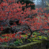 Alunul vrajitoarelor (Hamamelis intermedia) Ruby Glow, arbust cu flori rosu rubiniu parfumate, inflorire ianuarie-martie, rezistent la -25°C