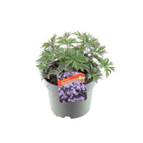 Muscata de gradina, Ciocul Berzei Geranium Black Beauty, cu frunzis inchis si flori roz, autoinmultire, covor de flori