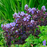 Muscata de gradina, Ciocul Berzei Geranium Black Beauty, cu frunzis inchis si flori roz, autoinmultire, covor de flori