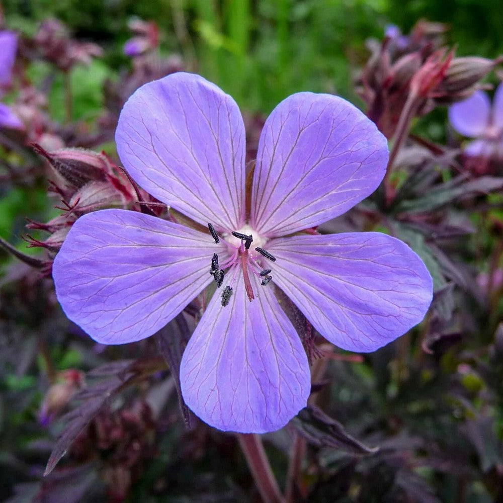 Muscata de gradina, Ciocul Berzei Geranium Black Beauty, cu frunzis inchis si flori roz, autoinmultire, covor de flori