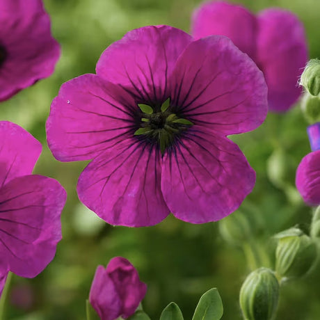 Ciocul Berzei Geranium Subcaulescens, muscata perena de gradina, tarator cu flori mov, crestere rapida