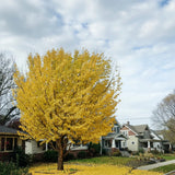 Arborele Pagodelor (Ginkgo Biloba) Autumn Gold, colorit de toamna cu frunze aurii, specie antica, perfect pentru umbra
