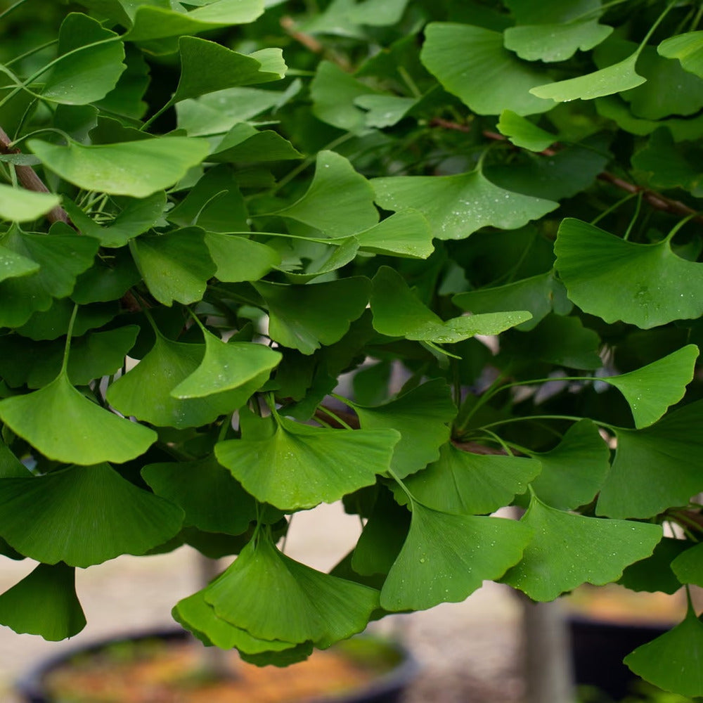 Arborele Pagodelor (Ginkgo Biloba) Autumn Gold, colorit de toamna cu frunze aurii, specie antica, perfect pentru umbra