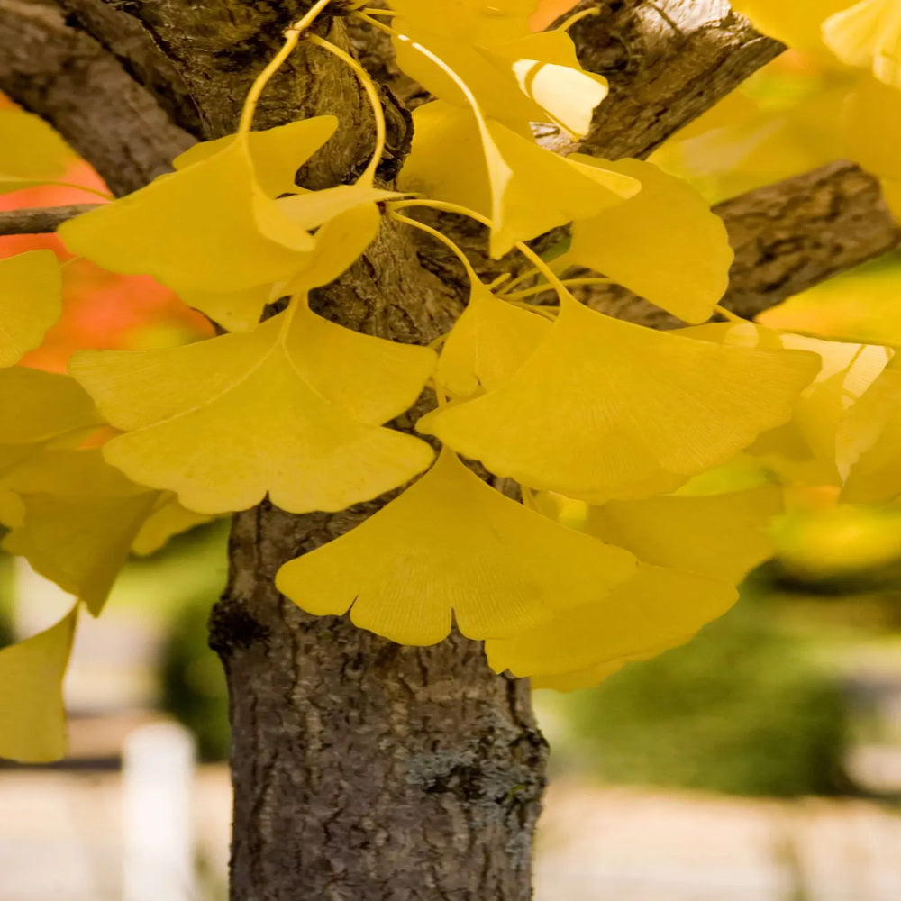 Arborele Pagodelor (Ginkgo Biloba) Autumn Gold, colorit de toamna cu frunze aurii, specie antica, perfect pentru umbra