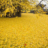 Arborele Pagodelor (Ginkgo Biloba), colorit de toamna cu frunze aurii, specie antica, perfect pentru umbra