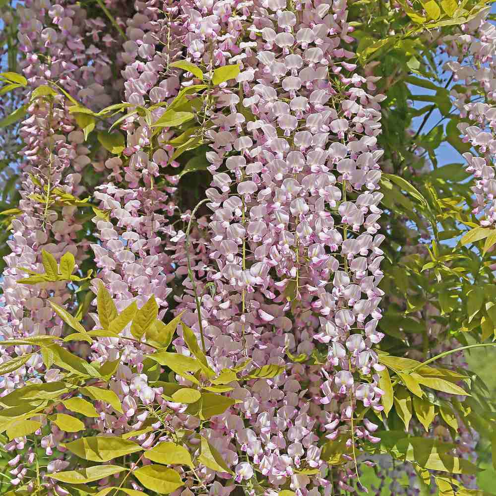 Glicina (Wisteria) cataratoare Honbeni cu flori roz-pal - VERDENA-115 cm inaltime, livrat in ghiveci de 6 l