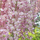 Glicina (Wisteria) cataratoare Honbeni cu flori roz-pal - VERDENA-115 cm inaltime, livrat in ghiveci de 6 l