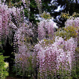 Glicina (Wisteria) cataratoare Honbeni cu flori roz-pal - VERDENA-115 cm inaltime, livrat in ghiveci de 6 l