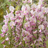 Glicina (Wisteria) cataratoare Honbeni cu flori roz-pal - VERDENA-115 cm inaltime, livrat in ghiveci de 6 l