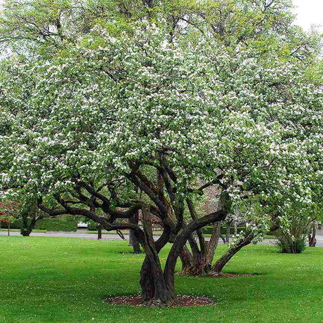 Gutui (Cydonia oblonga), cu fructe amarui