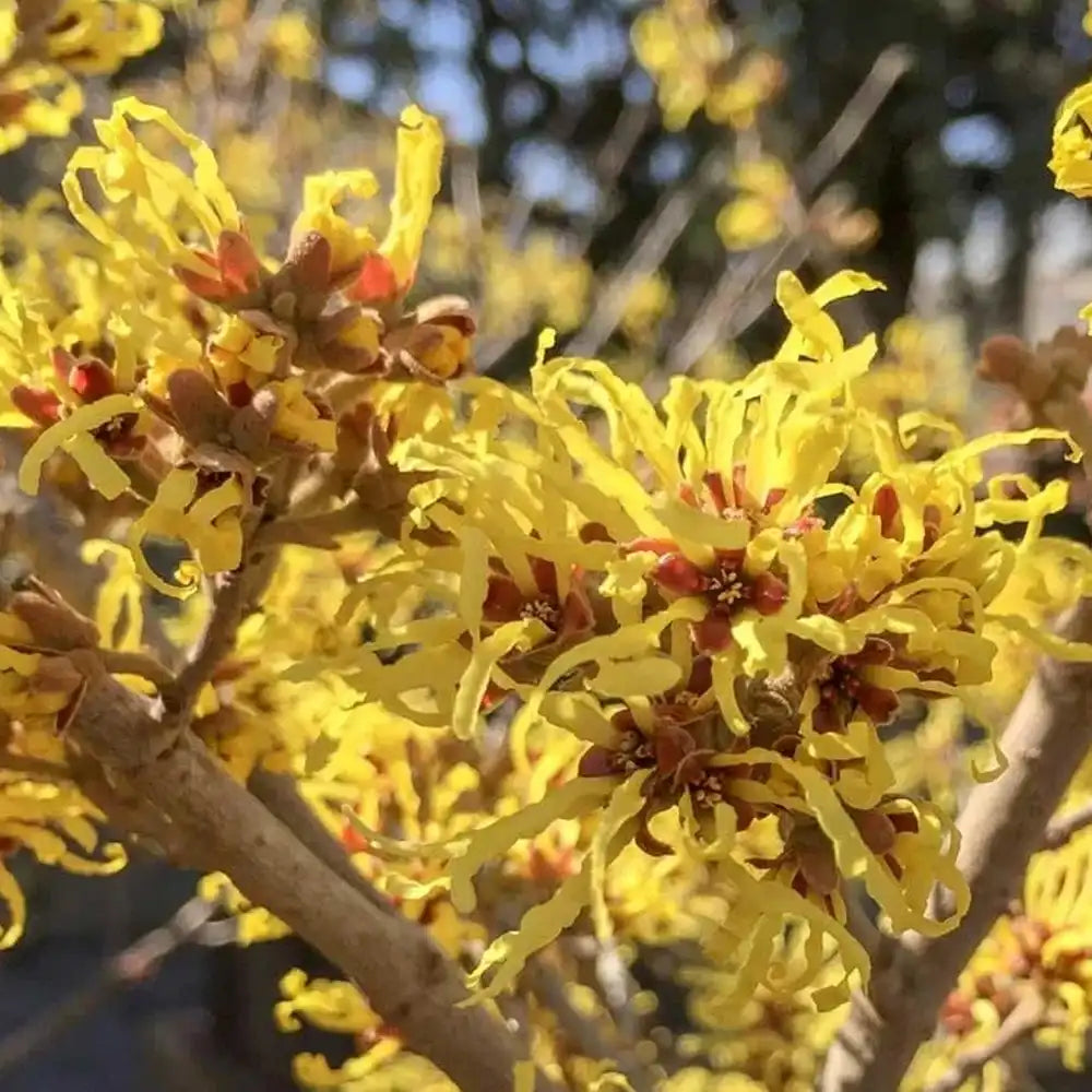 Alunul vrajitoarelor (Hamamelis intermedia), cu flori galbene