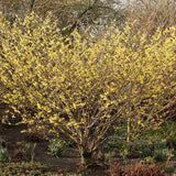 Alunul vrajitoarelor (Hamamelis intermedia), cu flori galbene