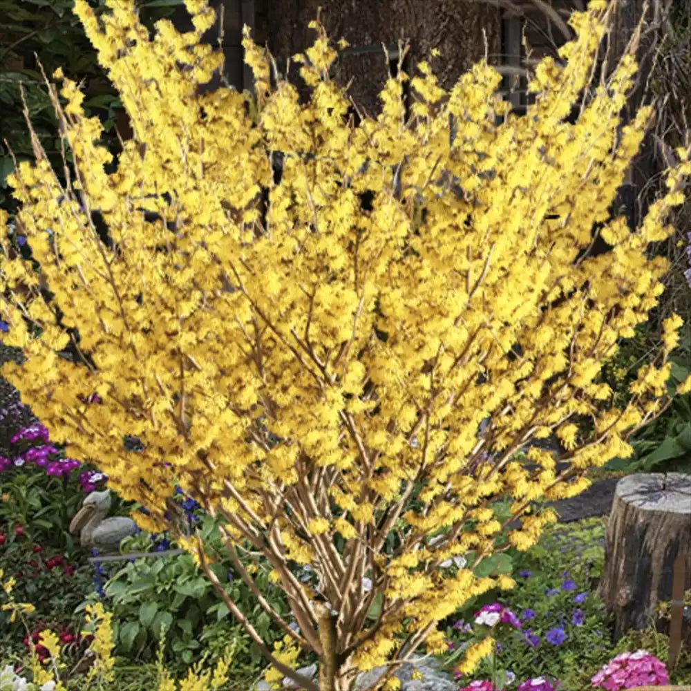 Alunul vrajitoarelor (Hamamelis intermedia), cu flori galbene