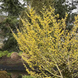 Alunul vrajitoarelor (Hamamelis intermedia), cu flori galbene