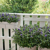 Hebe Donna Blue, arbust vesnic verde, flori albastre-mov, magnet pentru fluturii si albinele