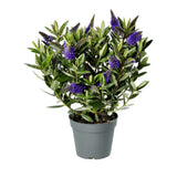 Hebe Donna Blue, arbust vesnic verde, flori albastre-mov, magnet pentru fluturii si albinele