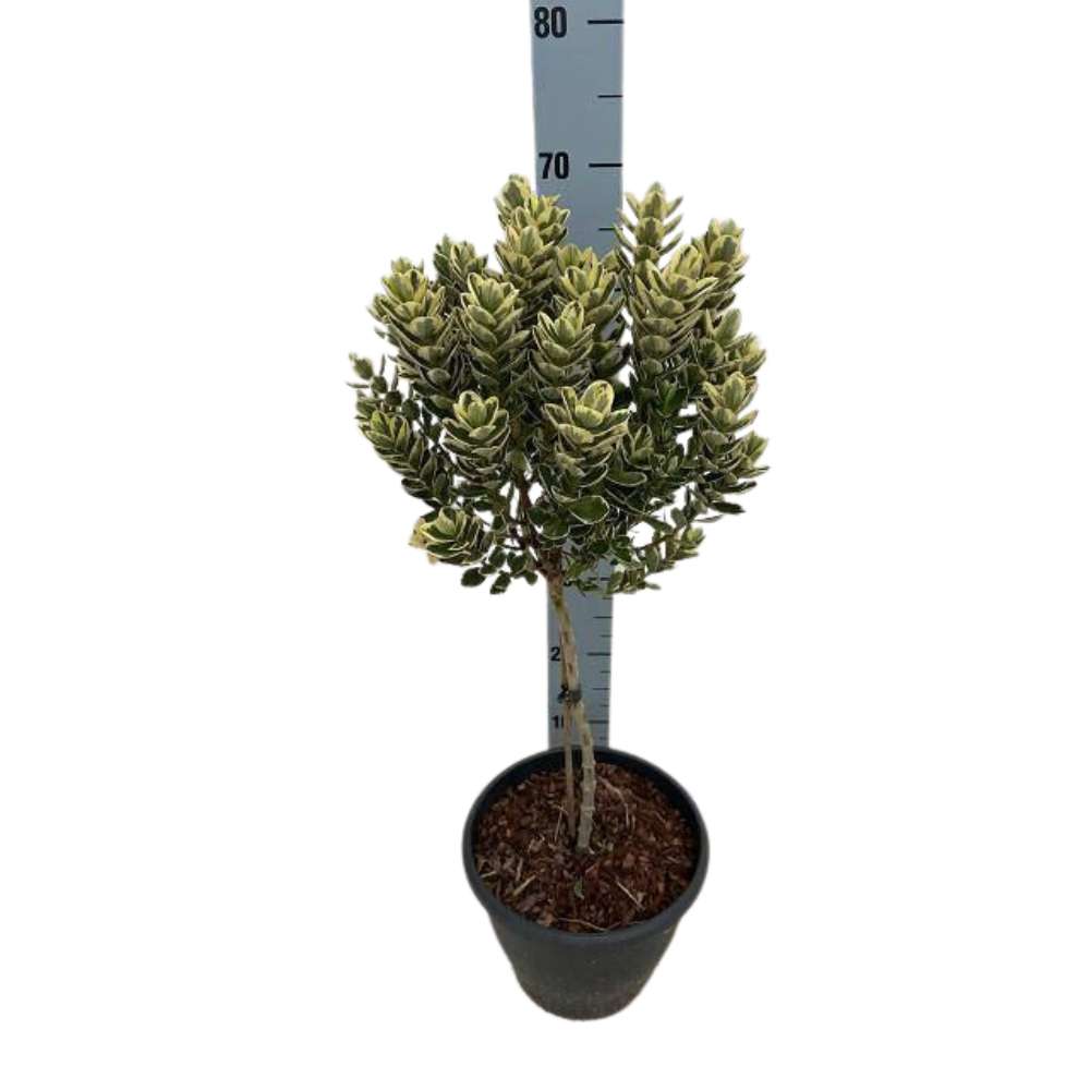 Hebe Adenda Variegata Classica Copacel, cu flori roz-mov si frunzis pestrit, vesnic verde, pentru balcon si terasa