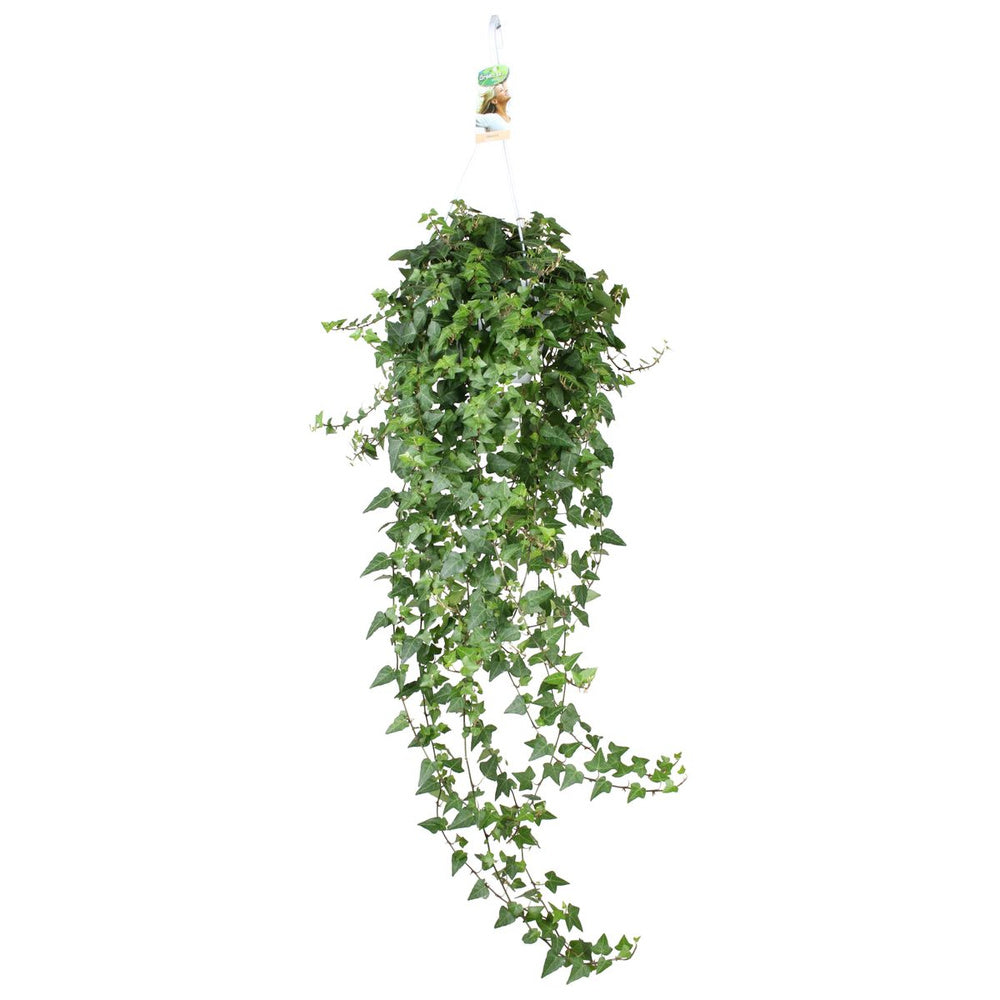 Iedera Helix Wonder, 30 cm, planta decorativa de apartament, curgatoare, purificatoare aer, usor de ingrijit