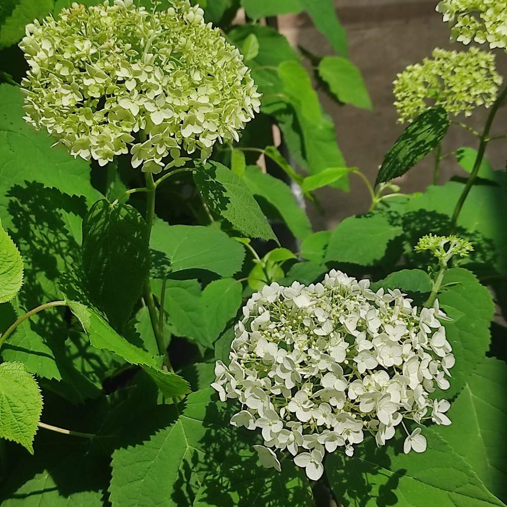 Hortensia de gradina Annabelle, cu flori albe - VERDENA - 25 - 30 cm inaltime, ghiveci de 3 l