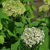 Hortensia de gradina Annabelle, cu flori albe - VERDENA - 25 - 30 cm inaltime, ghiveci de 3 l