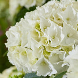 Hortensia de gradina, cu flori albe - VERDENA-35 cm inaltime, livrat in ghiveci de 3 l