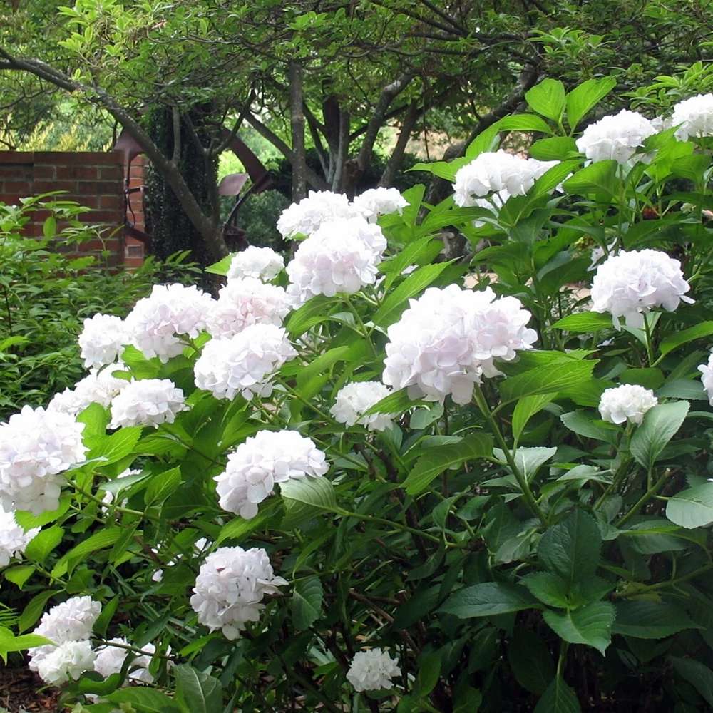 Hortensia de gradina, cu flori albe - VERDENA-35 cm inaltime, livrat in ghiveci de 3 l