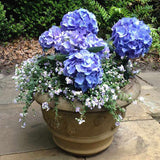 Hortensia de gradina Mathilde Gutgers, cu flori albastre-violet - VERDENA-livrat in ghiveci de 10 l