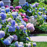 Hortensia de gradina Mathilde Gutgers, cu flori albastre-violet - VERDENA-livrat in ghiveci de 10 l