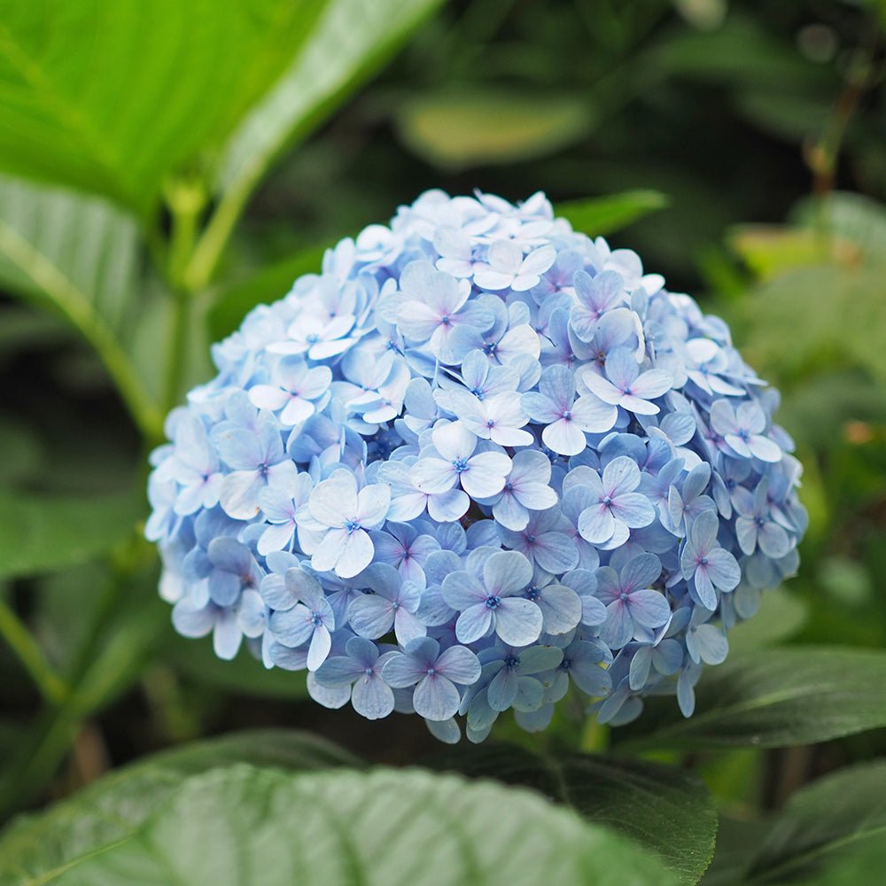 Hortensia de Gradina Nikko Blue, cu flori albastre - VERDENA-30-40 cm inaltime, livrat in ghiveci de 3 l