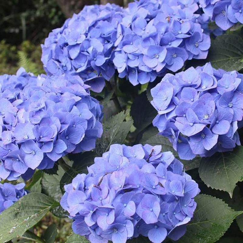 Hortensia de Gradina Renate Steiniger, cu flori albastre-mov