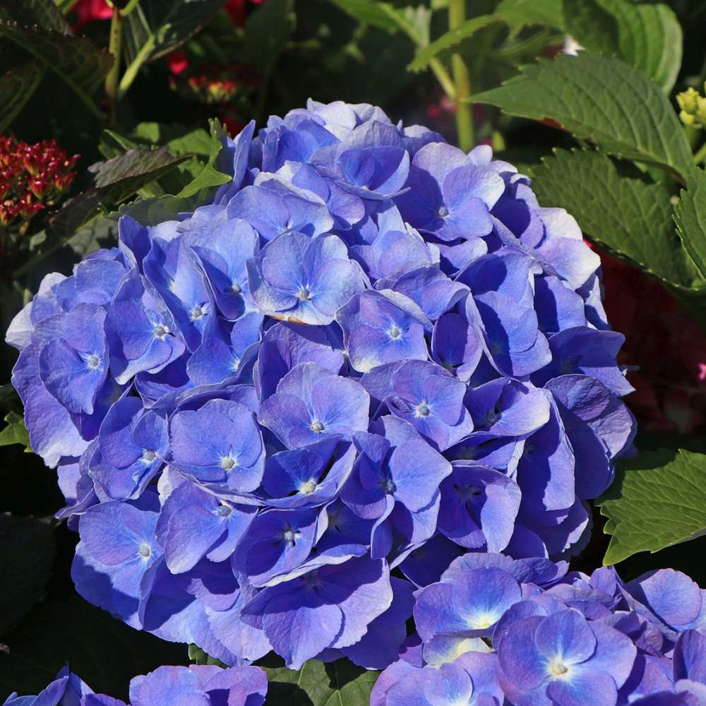 Hortensia de Gradina Renate Steiniger, cu flori albastre - mov - VERDENA - 25 - 30 cm inaltime, ghiveci de 3.5 l