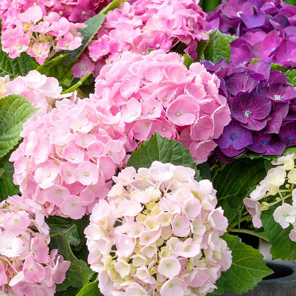 Hortensia de Gradina Tricolor Three Sisters, cu flori roz, albastru si alb