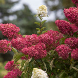Hortensia de gradina Wim's Red, cu flori rosii - burgundiu - VERDENA - 20 - 30 cm inaltime, ghiveci de 3 l