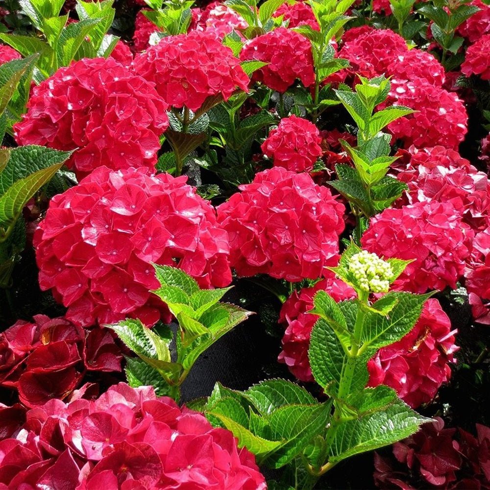 Hortensia de gradina Alpengluhen, cu flori rosii