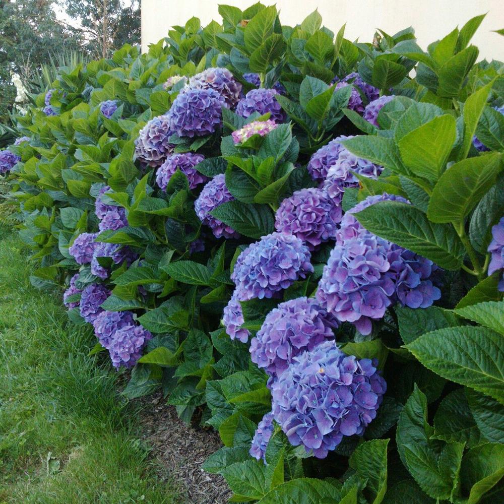Hortensia de Gradina Renate Steiniger, cu flori albastre-mov