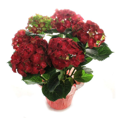 Hortensie de Gradina Rosie Hi Fire, cu flori rosii - VERDENA-50 cm inaltime, livrat in ghiveci de 6 l