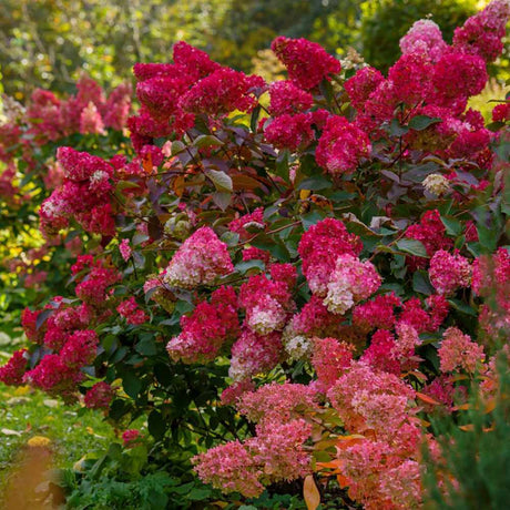 Hortensie de Gradina Tip Copac Wim'S Red, cu flori rosii - VERDENA - Tulpina 70 cm, ghiveci de 10 l