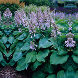 Crin de Toamna (Hosta Hybrid) Blue Angel, hosta gigantica cu frunze albastre pentru umbra